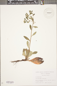 Lithospermum canescens image