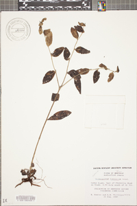 Lithospermum tuberosum image