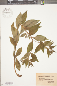 Lithospermum latifolium image