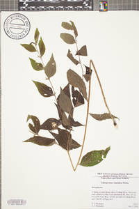 Lithospermum latifolium image