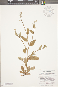 Myosotis macrosperma image