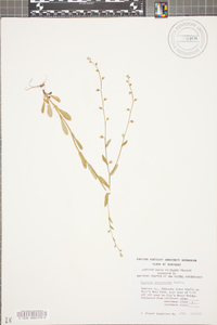 Myosotis macrosperma image