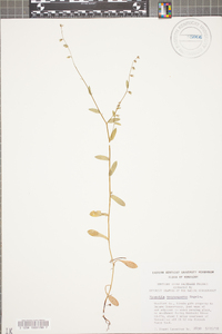 Myosotis macrosperma image