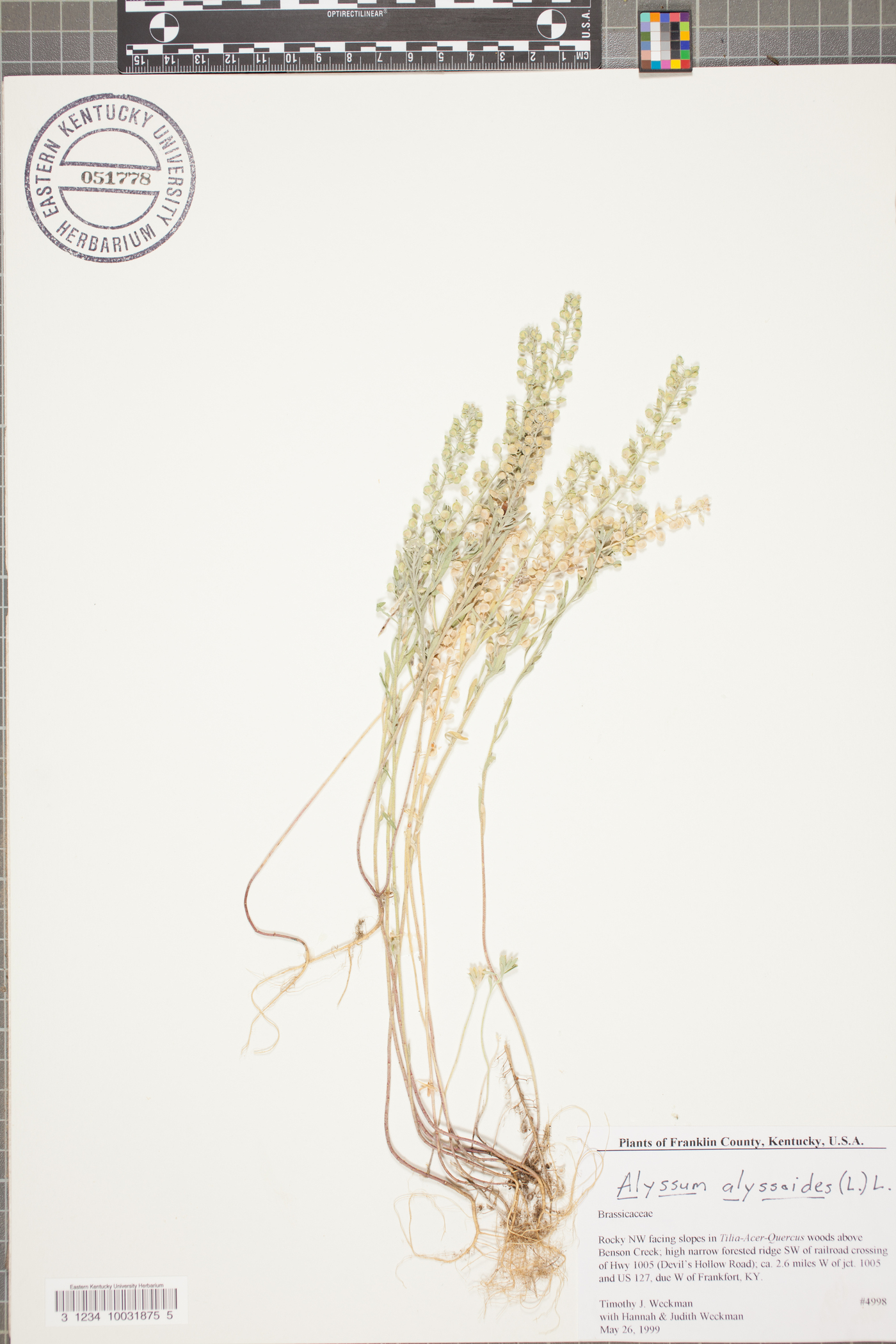 Alyssum alyssoides image