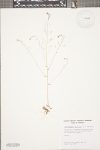 Arabidopsis thaliana image