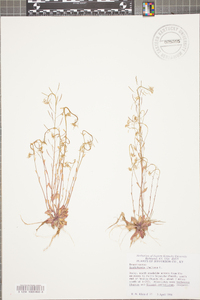 Arabidopsis thaliana image