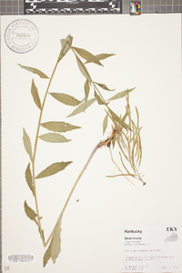 Borodinia canadensis image