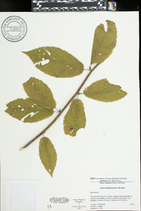 Betula alleghaniensis image