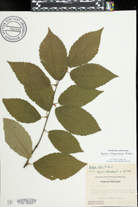 Betula alleghaniensis image