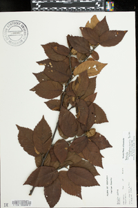 Betula lutea image