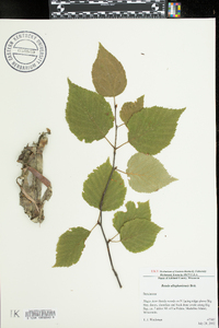 Betula alleghaniensis image