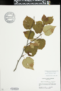 Betula papyrifera image