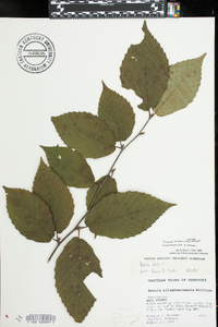 Betula alleghaniensis image