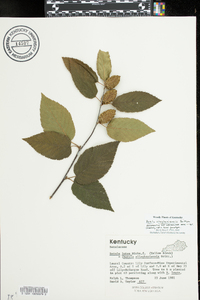 Betula lutea image