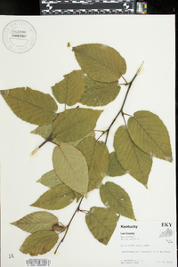 Betula lenta image