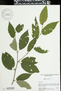 Betula lenta image