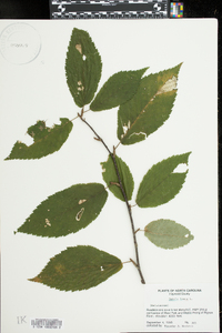 Betula lenta image