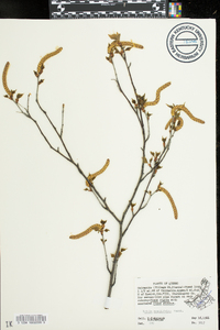 Betula populifolia image