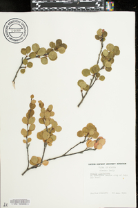 Betula glandulosa image