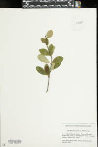 Betula pumila image