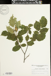 Corylus cornuta image