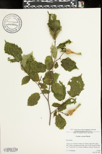 Corylus cornuta image