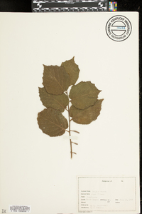 Corylus maxima image