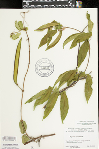 Bignonia capreolata image