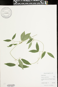 Bignonia capreolata image