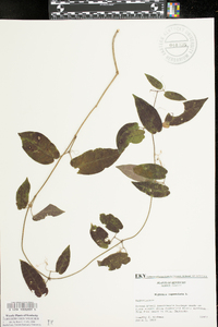 Bignonia capreolata image