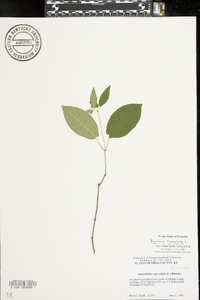 Bignonia capreolata image