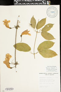 Bignonia capreolata image