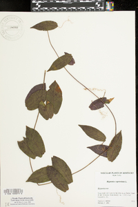 Bignonia capreolata image