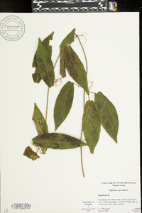 Bignonia capreolata image