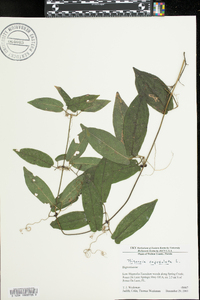 Bignonia capreolata image