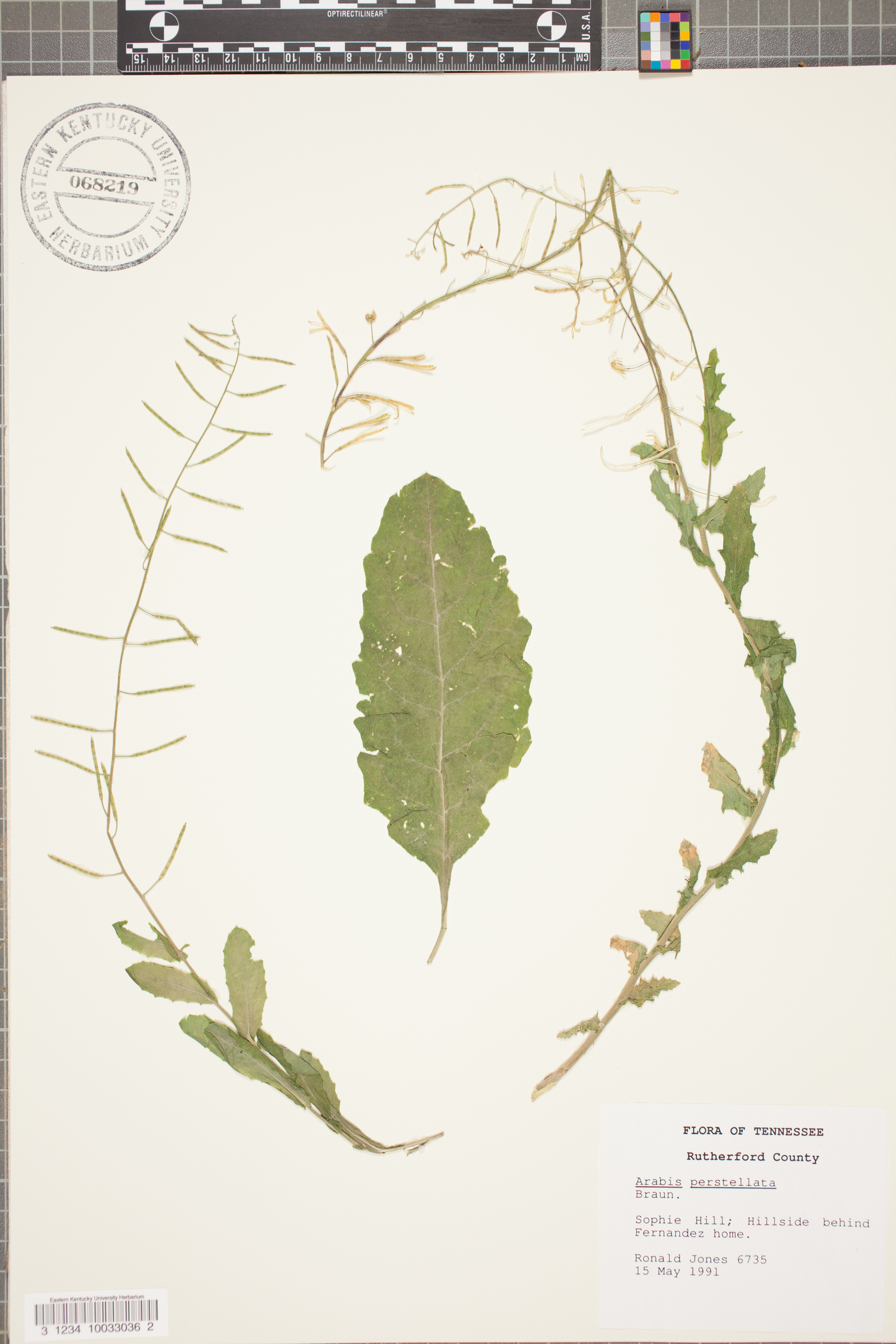 Borodinia perstellata image