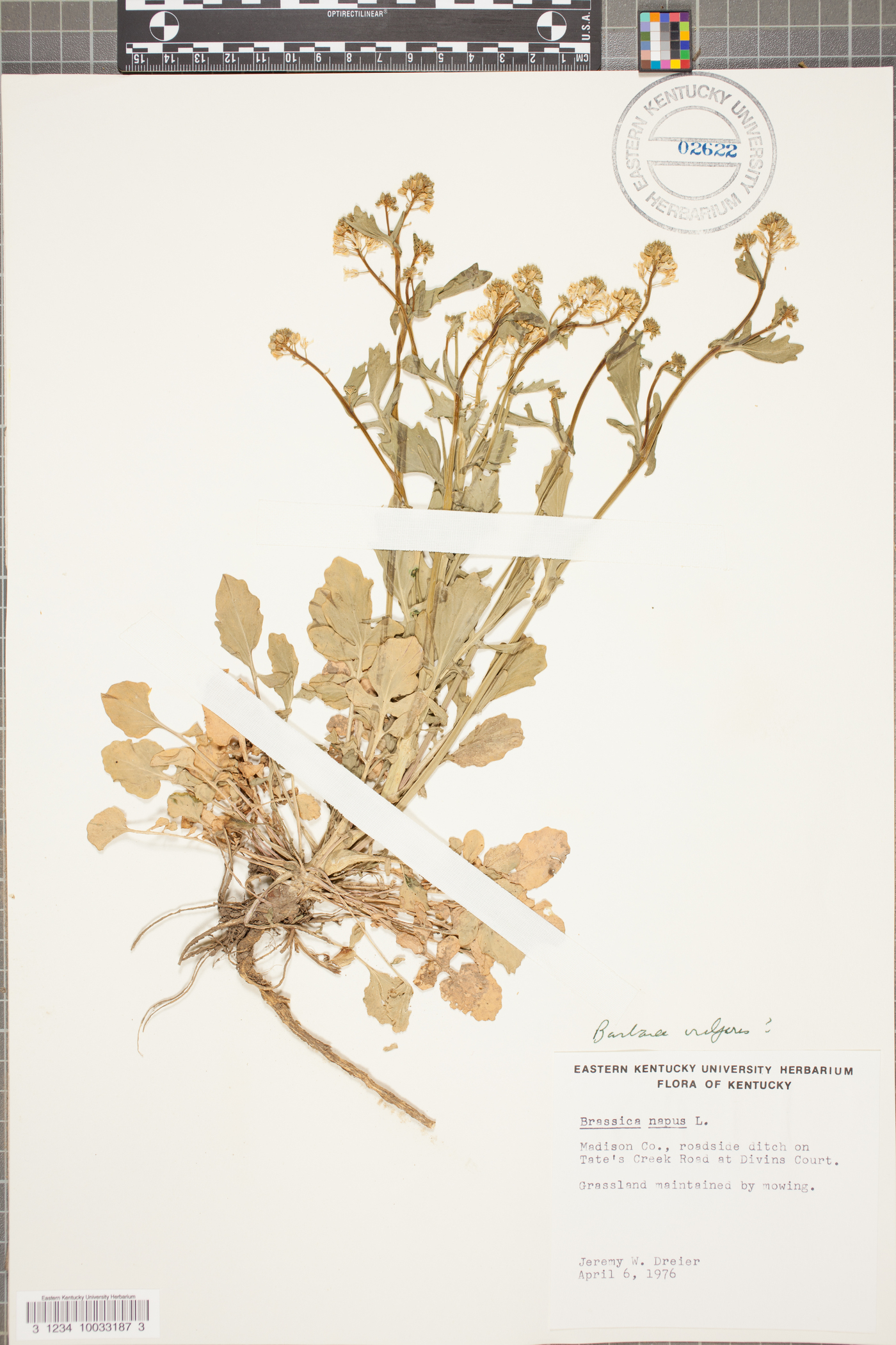 Brassica napus image
