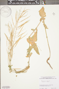 Brassica napus image