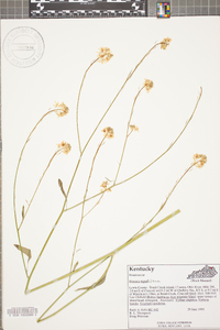 Brassica nigra image