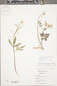 Cardamine angustata image