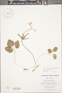 Cardamine angustata image