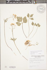 Cardamine angustata image