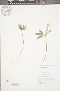 Cardamine angustata image