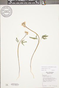 Cardamine angustata image