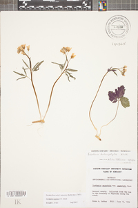 Cardamine angustata image