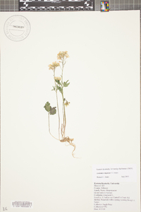 Cardamine angustata image