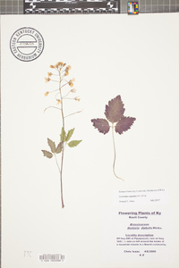 Cardamine angustata image