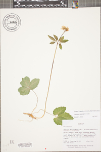 Cardamine angustata image