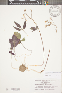 Cardamine angustata image