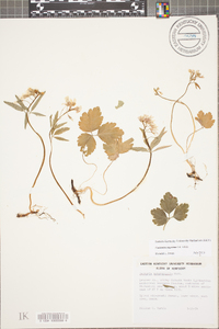 Cardamine angustata image